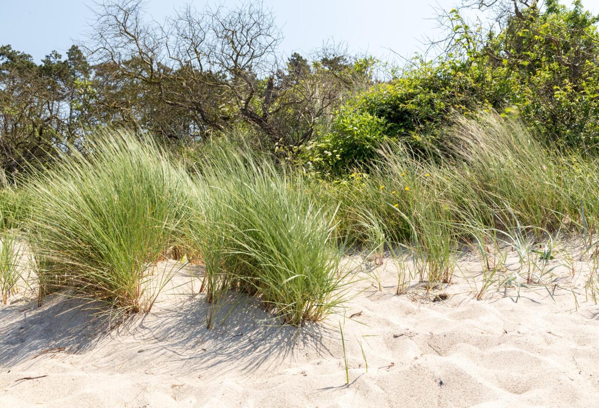 Schmidt - Strandhaus Direkt Am Mit Sauna, Sport Und Duenengarten Iii Apartment *